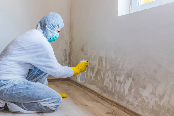 Professional mold removal team in Winfield